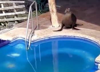 ¿Y tú ya estás list@ para el verano? Porque este lobo marino si lo está…mira