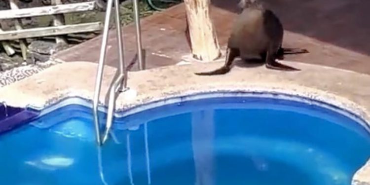 ¿Y tú ya estás list@ para el verano? Porque este lobo marino si lo está…mira