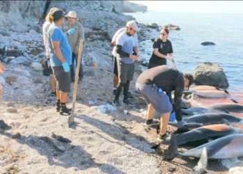 La causa de muerte de los ejemplares aún es desconocida