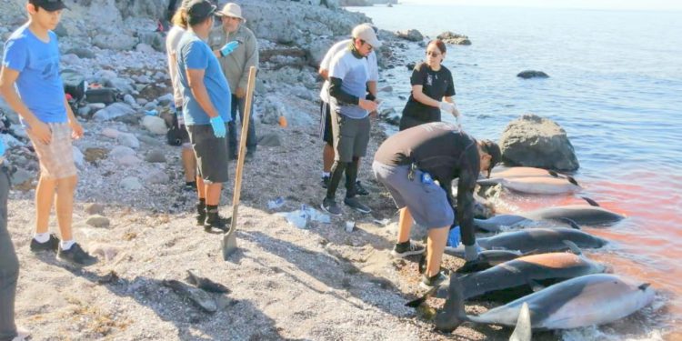 La causa de muerte de los ejemplares aún es desconocida