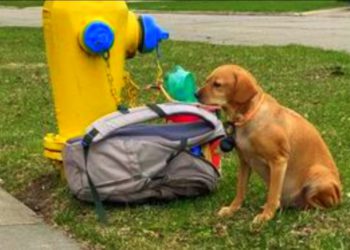 La historia de una perrita abandonada por amor se vuelve viral