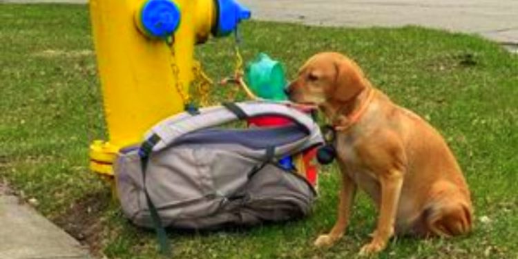 La historia de una perrita abandonada por amor se vuelve viral