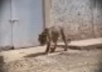 Encuentran a un tigre de bengala rondando las calles del centro de Tecuala en Nayarit