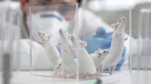 Las pruebas realizadas en ratones han Sido un éxito afirman científicos