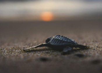 TOPSHOT - This picture taken on January 26, 2019 shows a sea turtle hatchling heading towards the surf following its release at a sanctuary in Panga beach, Aceh province. (Photo by CHAIDEER MAHYUDDIN / AFP)