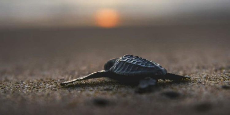 TOPSHOT - This picture taken on January 26, 2019 shows a sea turtle hatchling heading towards the surf following its release at a sanctuary in Panga beach, Aceh province. (Photo by CHAIDEER MAHYUDDIN / AFP)