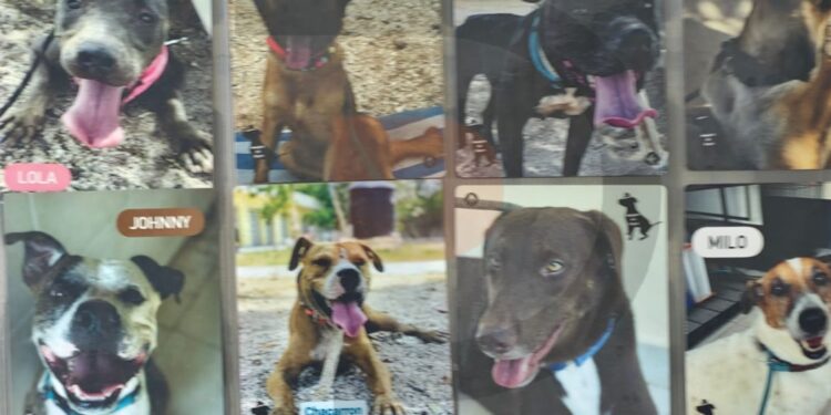 CENCAAZ: El refugio municipal que garantiza el bienestar y la protección animal en Playa del Carmen