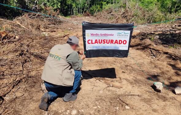 Desmontan más de 14 mil m² de selva en Playa del Carmen; Profepa clausura el predio