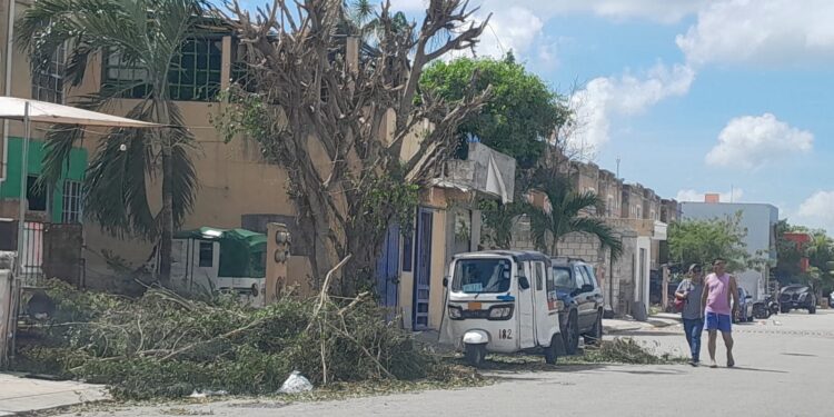 Dejan árbol cortado sobre avenida de Villas del Sol durante tres días; vecinos denuncian obstrucción