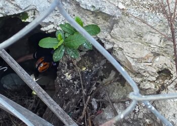 Realizan jornada de limpieza y rescate de cenote urbano en la colonia Ejido de Playa del Carmen