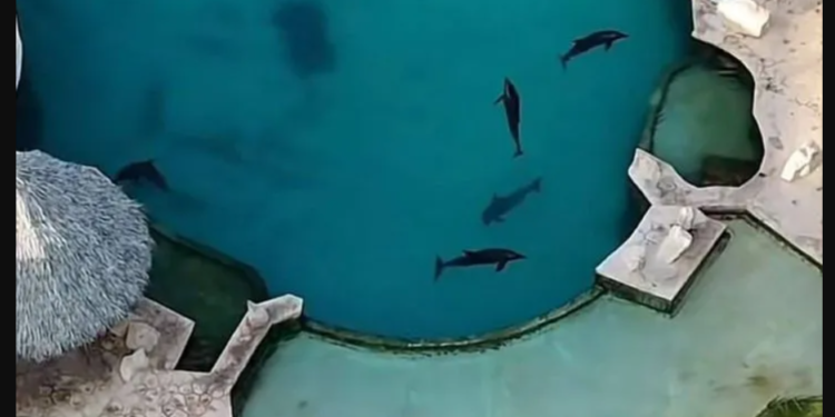 Ventura Park: tres delfines no soportarían un traslado por su estado de salud, advierte SEMA